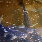 Catfish swim in a tub outside the Osage Catfisheries office.