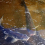 Catfish swim in a tub outside the Osage Catfisheries office. Catfish swim in a tub outside the Osage Catfisheries office.