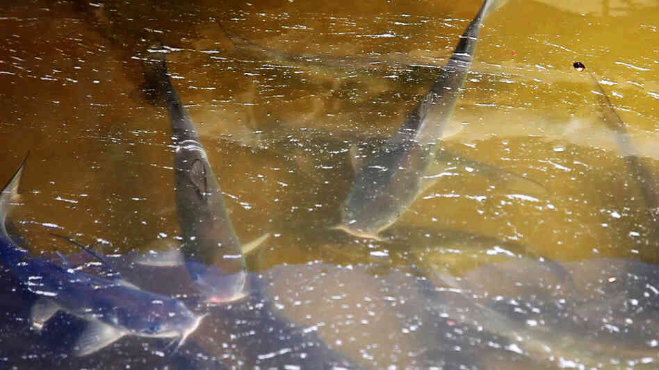 Catfish swim in a tub outside the Osage Catfisheries office. Catfish swim in a tub outside the Osage Catfisheries office.
