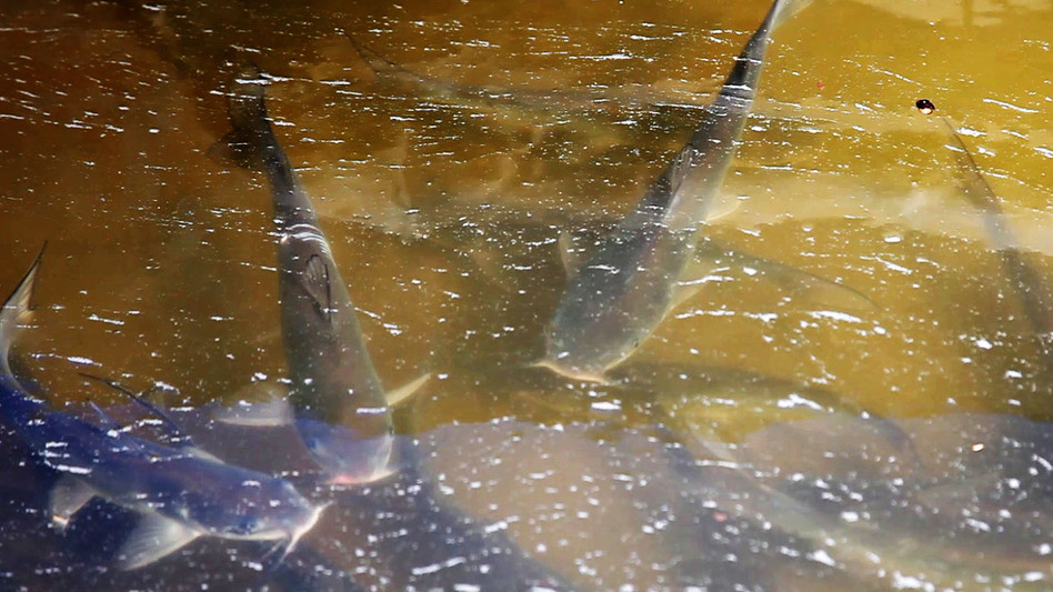 Catfish swim in a tub outside the Osage Catfisheries office.
