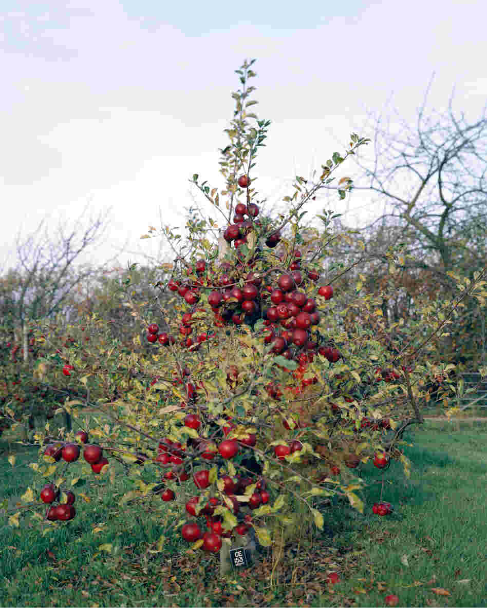 Apple Tree, 2011: Modern apple growers use apple varieties that are grafted onto Dwarfing Rootstocks. Developed at a research station in the U.K., these ... trees need less water and less space than traditional apple trees, which makes high density planting possible. The fruits are more accessible and easier to pick, because the trees are smaller.