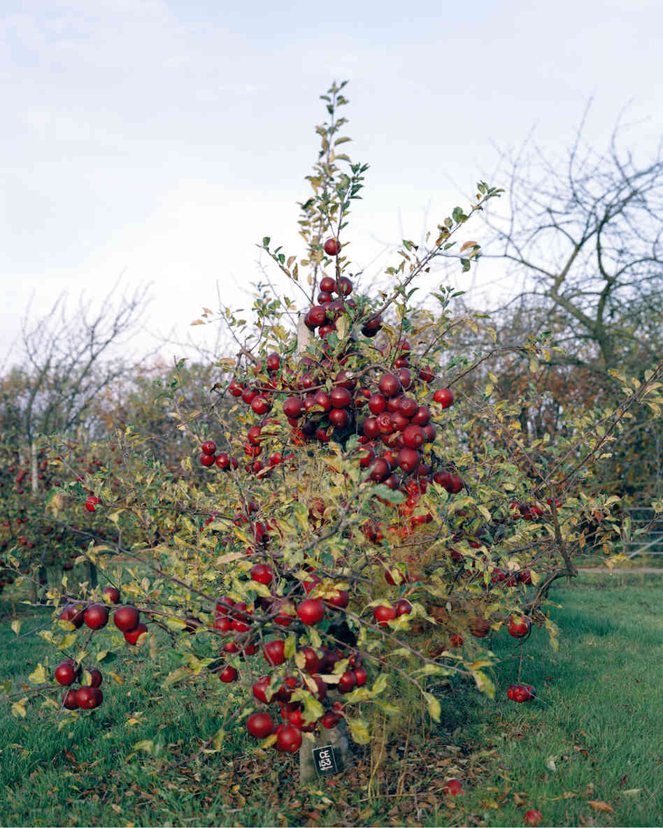 Apple Tree, 2011: Modern apple growers use apple varieties that are grafted onto Dwarfing Rootstocks. Developed at a research station in the U.K., these ... trees need less water and less space than traditional apple trees, which makes high density planting possible. The fruits are more accessible and easier to pick, because the trees are smaller.
