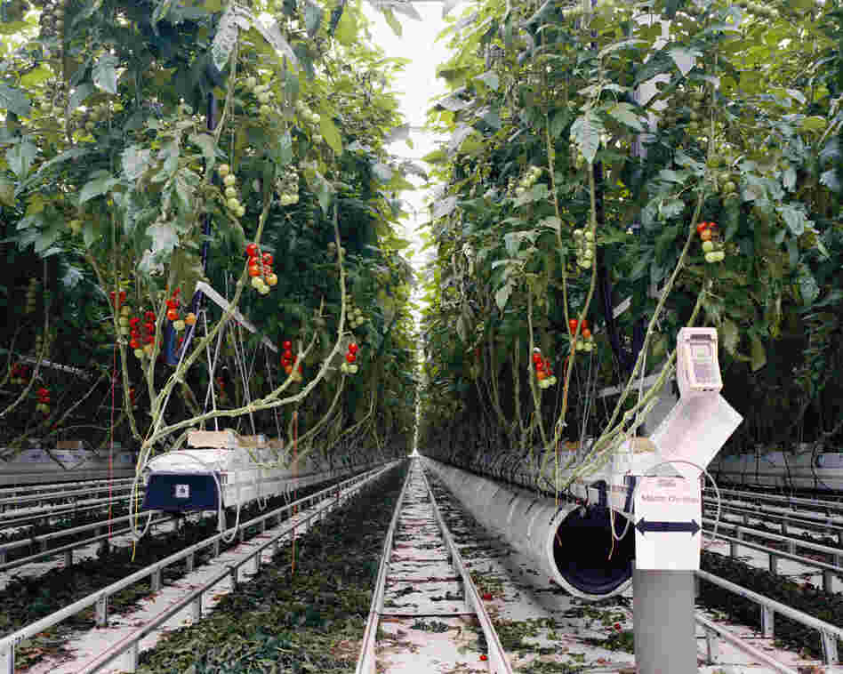 Tomatoes II, 2011: In order to consume locally grown tomatoes in ... the U.K. or Germany, the tomatoes need to be produced in heated greenhouses. ... To produce in more sustainable ways and to keep the cost of energy low, the greenhouse above is heated by the waste heat from a nearby nuclear power station.