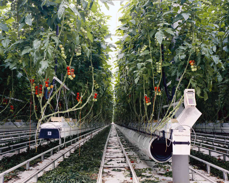 Tomatoes II, 2011: In order to consume locally grown tomatoes in ... the U.K. or Germany, the tomatoes need to be produced in heated greenhouses. ... To produce in more sustainable ways and to keep the cost of energy low, the greenhouse above is heated by the waste heat from a nearby nuclear power station.