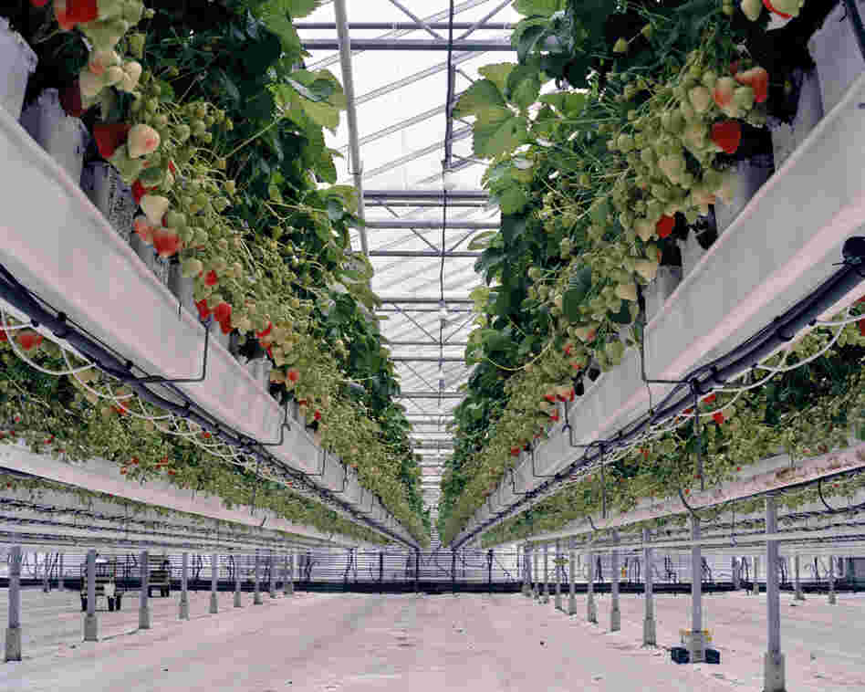 Strawberries II, 2012: Strawberry crops are grown on tabletop-raised beds. The tabletop system makes it easier to pick the fruits and eases the weed and pest control. A leaf and sap analysis determines the nutrient's compound, which is fed with the irrigation water. To accelerate the growth of the plants, growers above add CO2 from a close-by Shell refinery.
