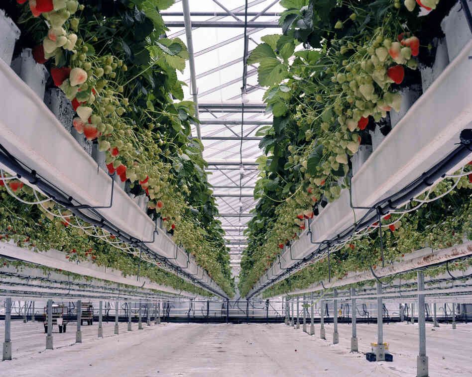 Strawberries II, 2012: Strawberry crops are grown on tabletop-raised beds. The tabletop system makes it easier to pick the fruits and eases the weed and pest control. A leaf and sap analysis determines the nutrient's compound, which is fed with the irrigation water. To accelerate the growth of the plants, growers above add CO2 from a close-by Shell refinery.