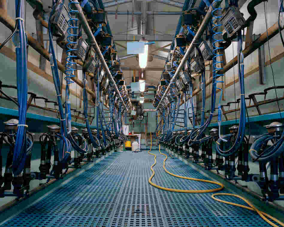 Milking Parlor, 2012: Two people are needed to milk twice a day, 300 cows.