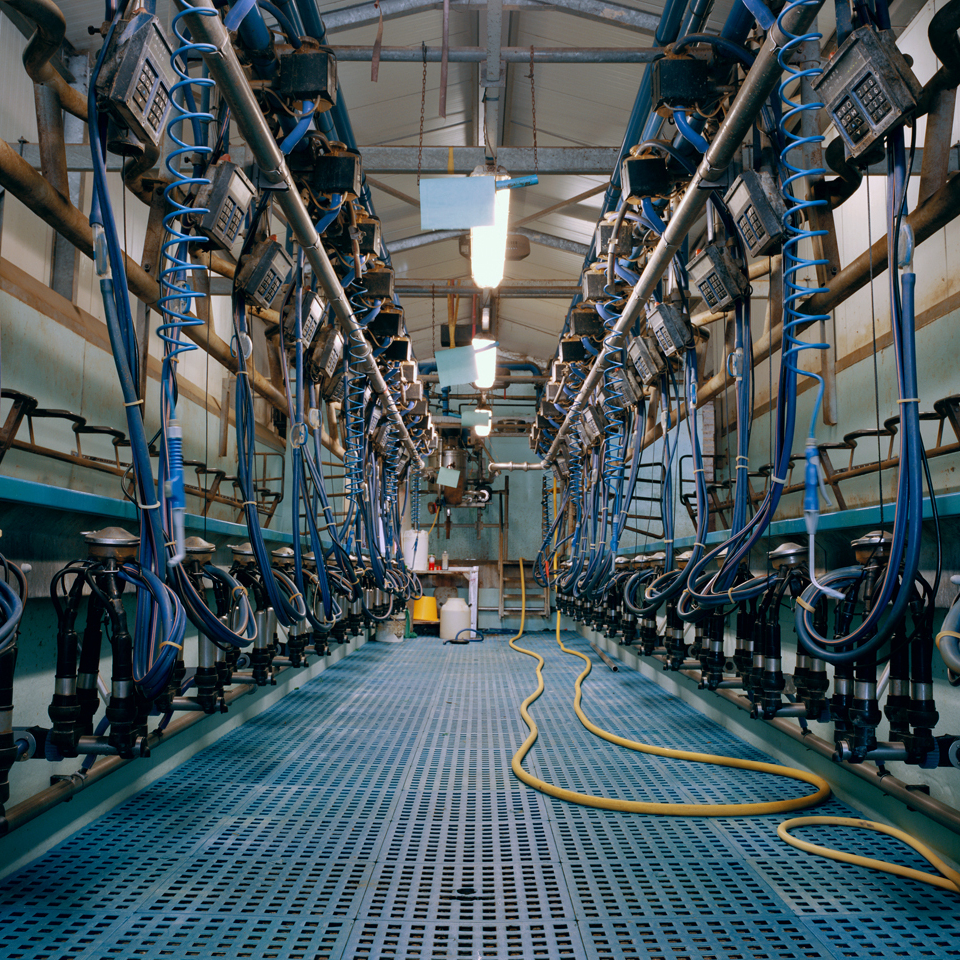 Milking Parlor, 2012: Two people are needed to milk twice a day, 300 cows.