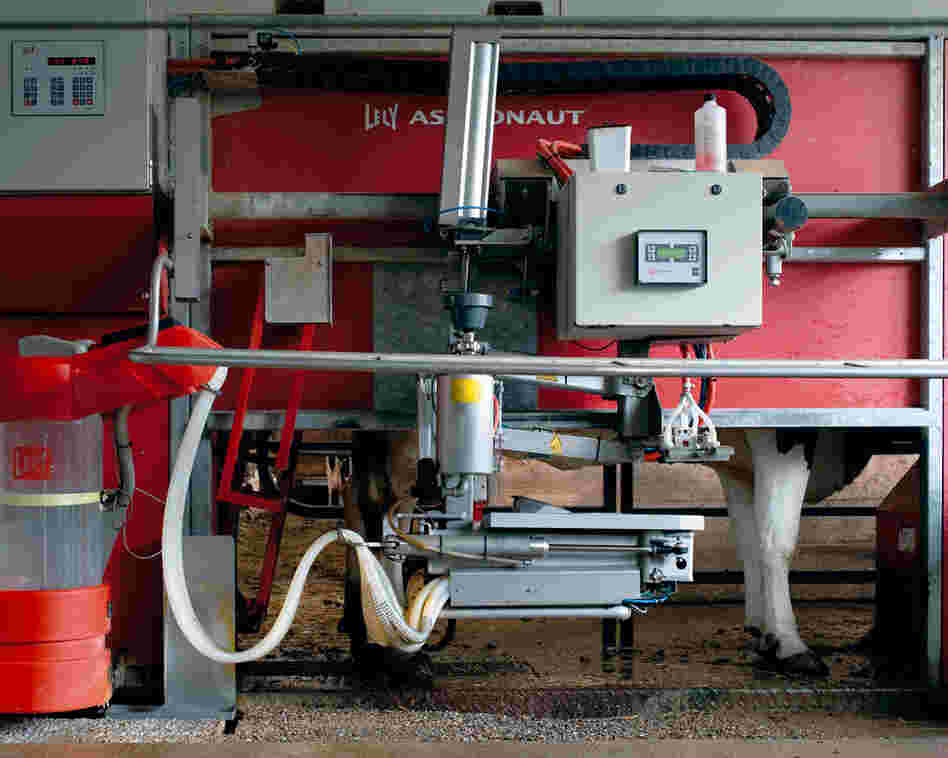 Milking Robot I, 2012: One milking robot milks three times per day, 60 cows. The cows are in a stable, in which they can move around freely. They can use the robot whenever they need to. No human needs to be present.