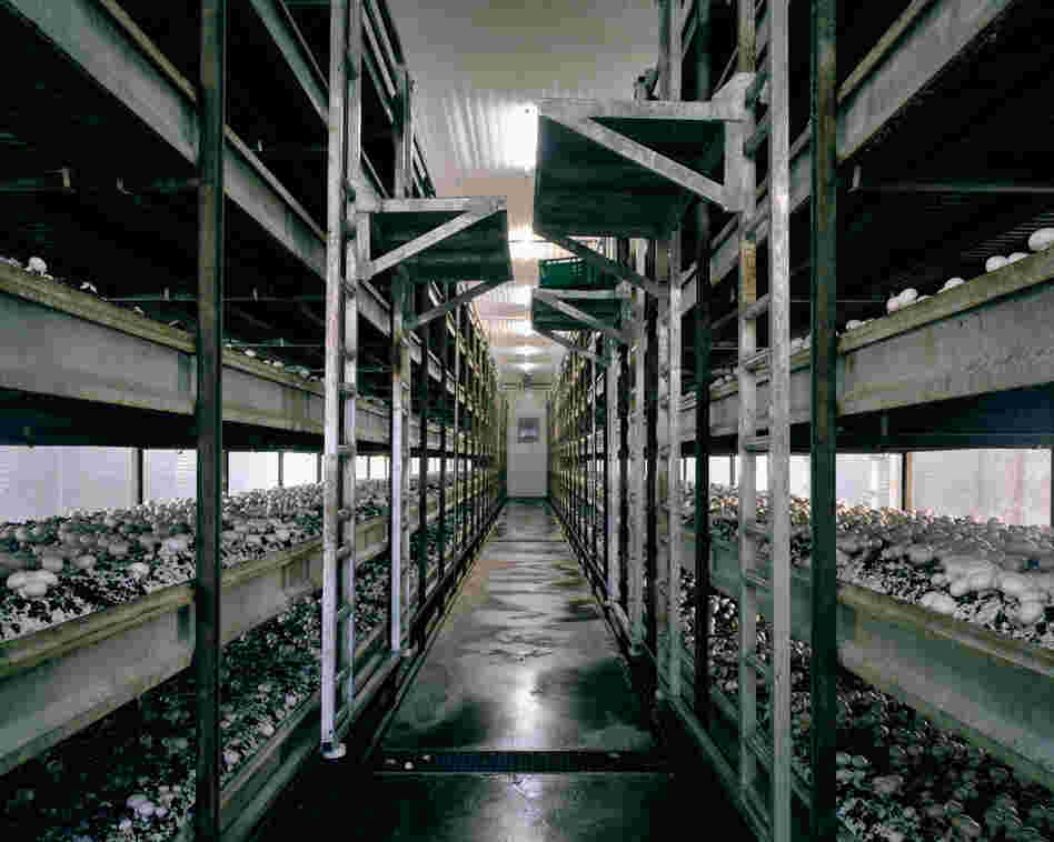 Mushrooms, 2012: To allow an all-year-round production of mushrooms and to increase the yield, mushrooms are grown in a microclimate inside growing rooms. A stacking system maximizes the production per square meter.