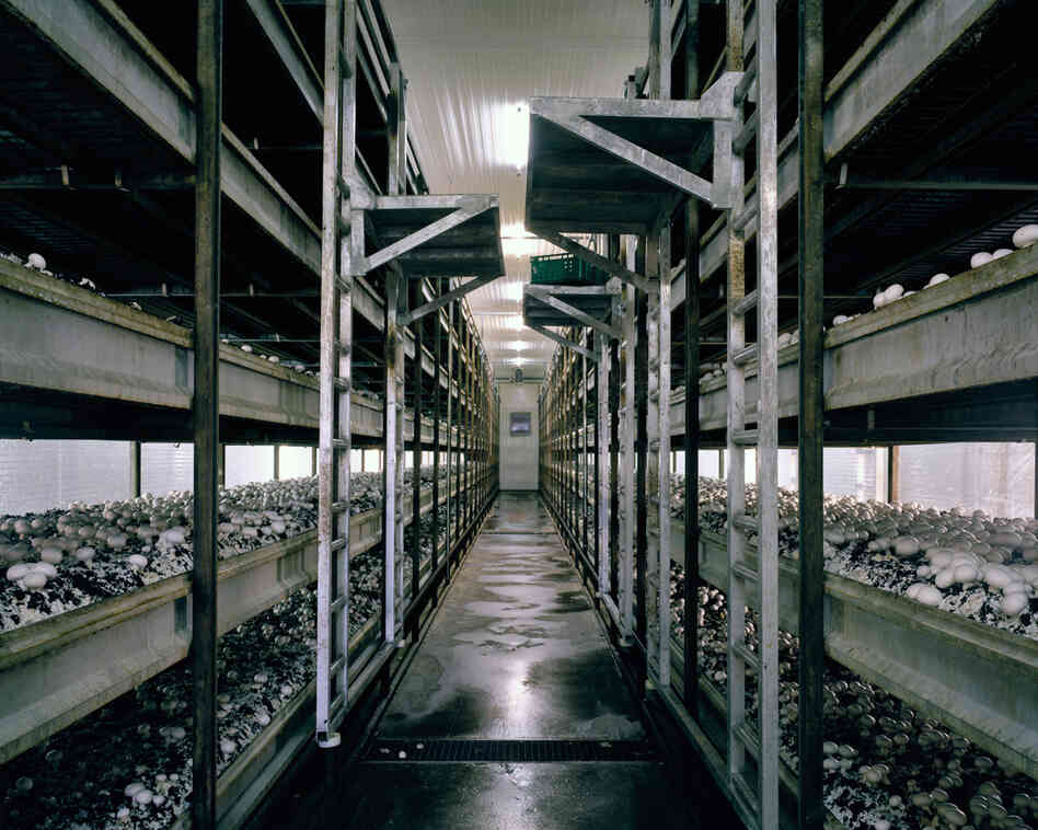 Mushrooms, 2012: To allow an all-year-round production of mushrooms and to increase the yield, mushrooms are grown in a microclimate inside growing rooms. A stacking system maximizes the production per square meter.