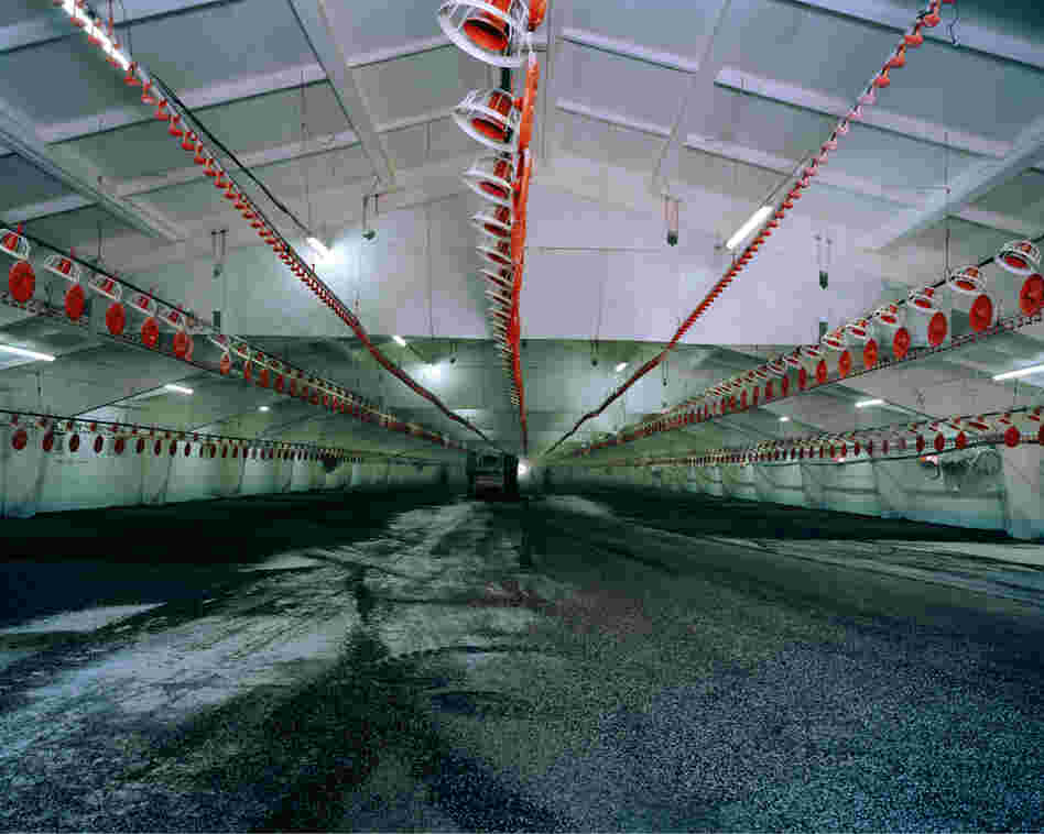 Chicken, 2011: Since the mid-1990s the consumption of chicken has increased by 75 percent worldwide. Chicken are often reared in barns. One chicken barn has the capacity to rear 50,000 chickens.