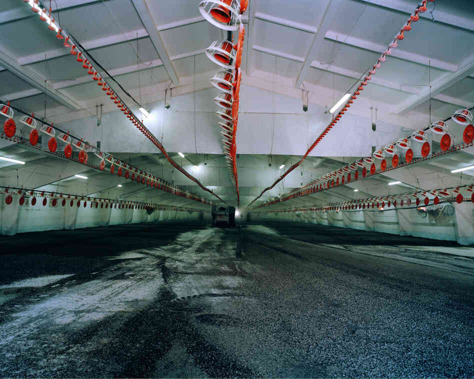 Chicken, 2011: Since the mid-1990s the consumption of chicken has increased by 75 percent worldwide. Chicken are often reared in barns. One chicken barn has the capacity to rear 50,000 chickens.