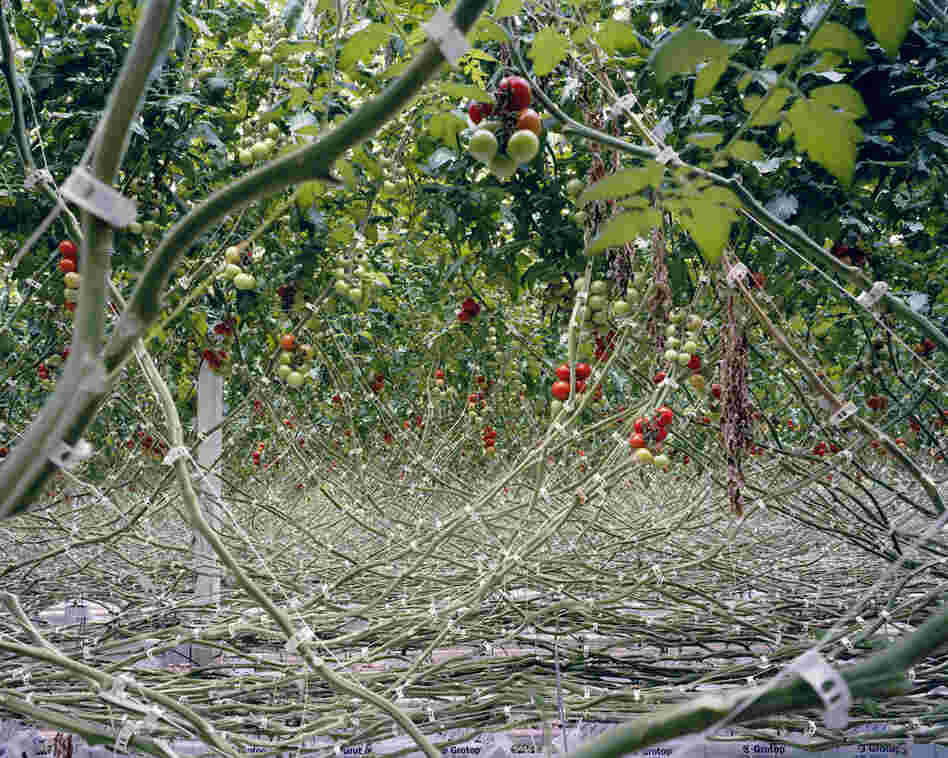 Tomatoes I, 2012: In order to have total control over the nutrients and the irrigation, tomatoes are planted in sterile material such as rock wool and not in soil. By doing so, the tomatoes are, according to the growers, less likely infected by diseases, a smaller amount of pesticide is needed and the yield can be increased.