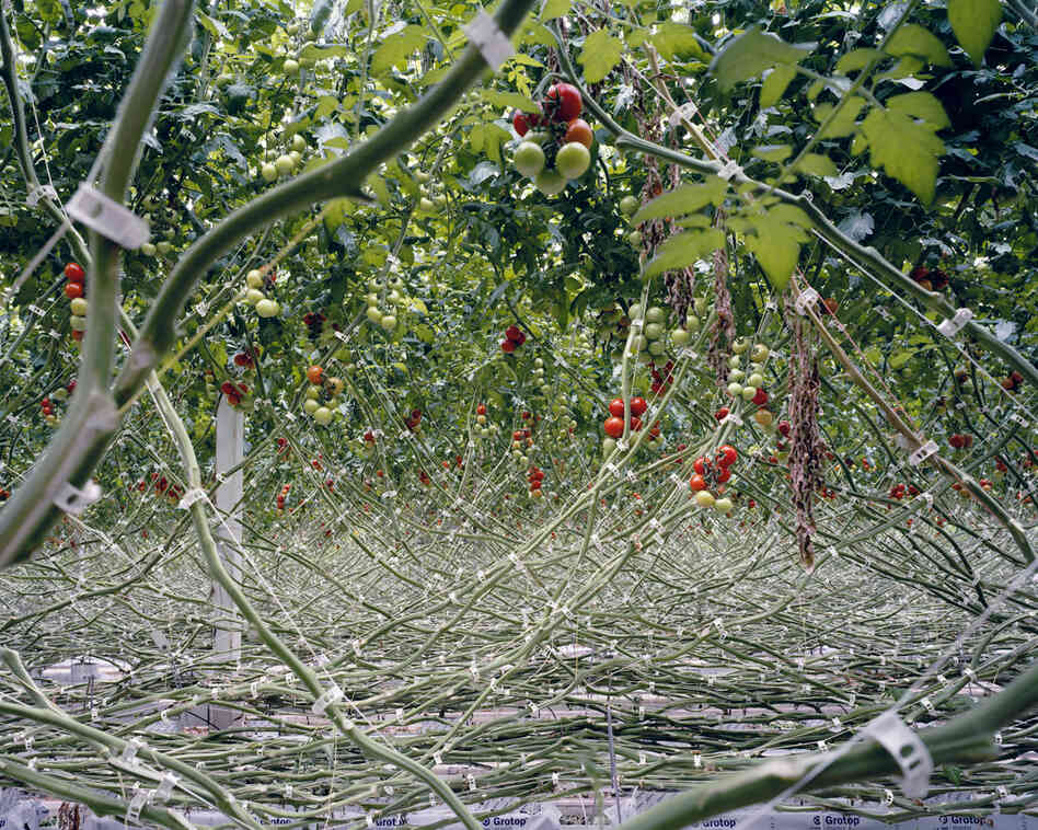 Tomatoes I, 2012: In order to have total control over the nutrients and the irrigation, tomatoes are planted in sterile material such as rock wool and not in soil. By doing so, the tomatoes are, according to the growers, less likely infected by diseases, a smaller amount of pesticide is needed and the yield can be increased.