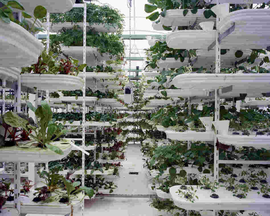 Lettuce, 2011: Lettuce is grown in a stacking system to provide a maximum use of space. Plants grow inside of plastic trays without soil. A conveyor belt is moving the plants to ensure they get all round sunlight. The whole growing process is computer controlled.