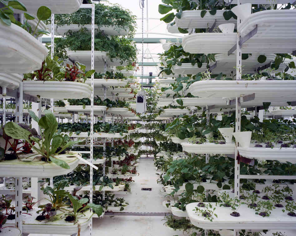 Lettuce, 2011: Lettuce is grown in a stacking system to provide a maximum use of space. Plants grow inside of plastic trays without soil. A conveyor belt is moving the plants to ensure they get all round sunlight. The whole growing process is computer controlled.