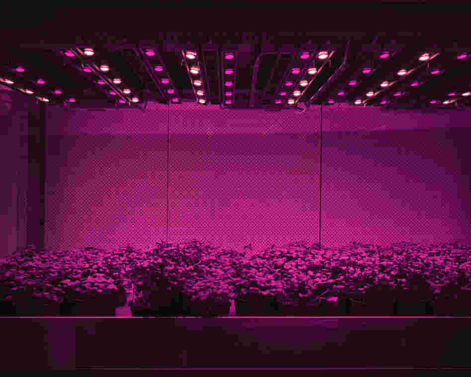 Cress, 2011: Cress, tomatoes, cucumbers, or lettuce are grown in closed systems just with LED lights. There is no sunlight and no direct exchange of air with the outside. Day and night, summer and winter stop existing. Humans are able to determine the shape, taste and color of plants and fruits. They can be grown anywhere from the desert to inside of restaurants and supermarkets.