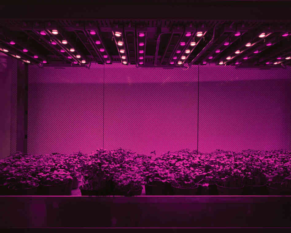 Cress, 2011: Cress, tomatoes, cucumbers, or lettuce are grown in closed systems just with LED lights. There is no sunlight and no direct exchange of air with the outside. Day and night, summer and winter stop existing. Humans are able to determine the shape, taste and color of plants and fruits. They can be grown anywhere from the desert to inside of restaurants and supermarkets.