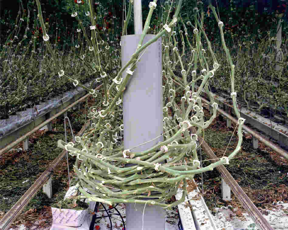 Tomato Vines, 2012