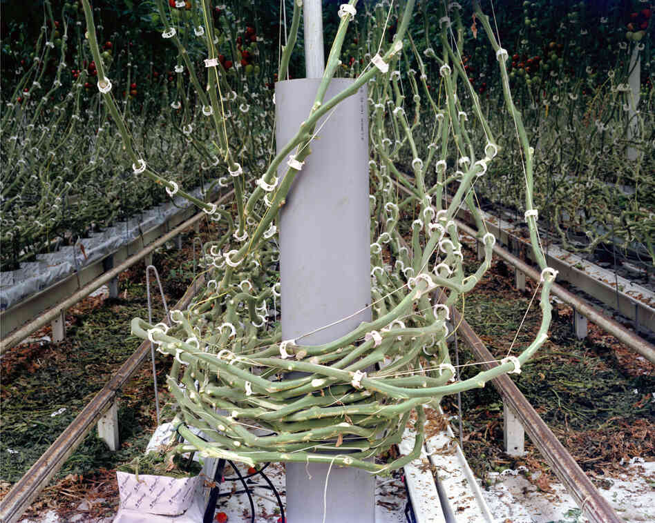 Tomato Vines, 2012