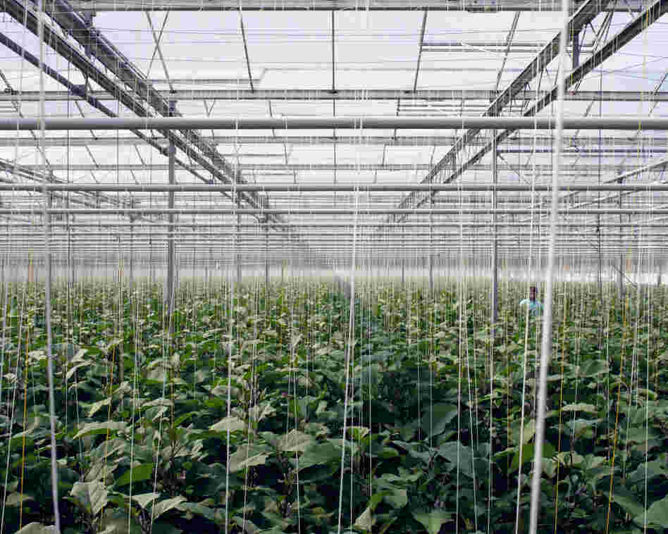 Eggplants, 2012: A computer manages precisely the irrigation, the nutrients given to the plants and also the climate inside the greenhouse. Automatically windows open, sunscreens move, and waste, water and nutrients are collected, purified, and recycled.