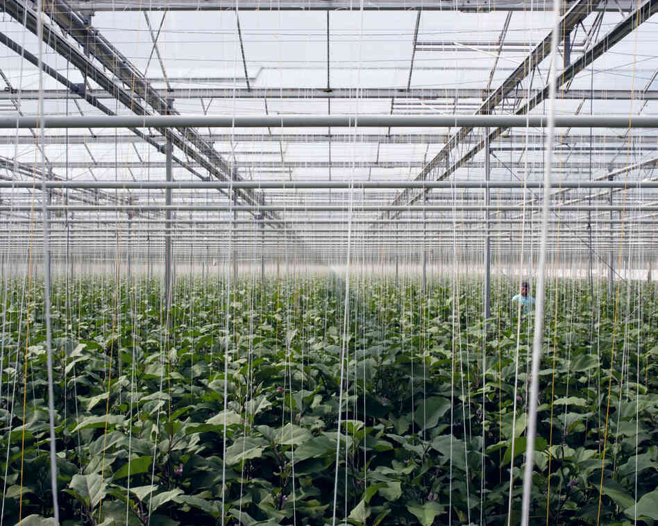 Eggplants, 2012: A computer manages precisely the irrigation, the nutrients given to the plants and also the climate inside the greenhouse. Automatically windows open, sunscreens move, and waste, water and nutrients are collected, purified, and recycled.