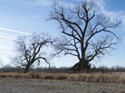 Cracks form in the bed of a dried lake in Waterloo, Neb. The drought withered crops and dried out lakes across the nation's midsection in 2012. Cracks form in the bed of a dried lake in Waterloo, Neb. The drought withered crops and dried out lakes across the nation's midsection in 2012.