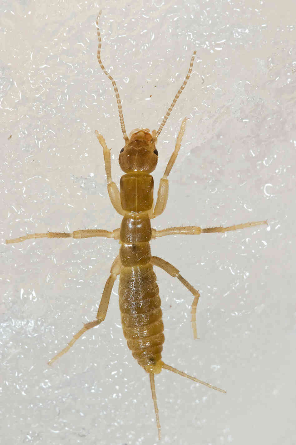 The Gryloblatta campodeiformis is also known as an ice crawler.