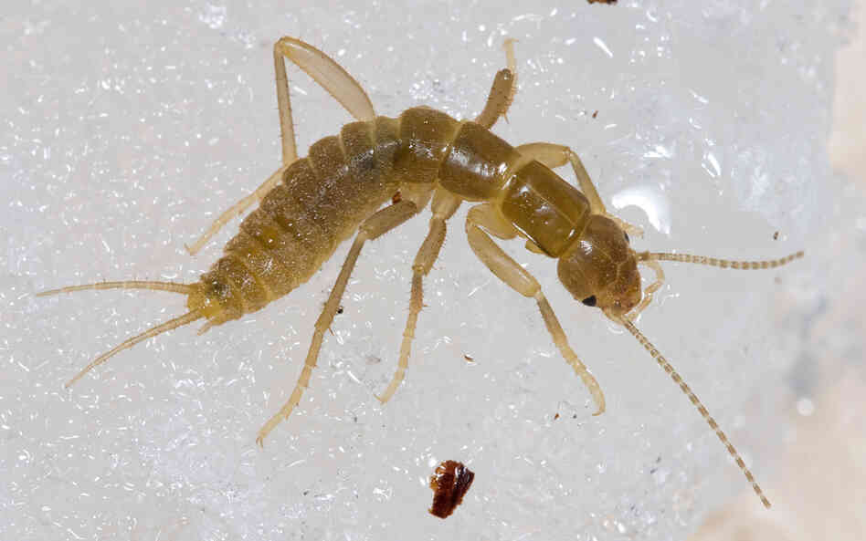 Gryloblatta campodeiformis