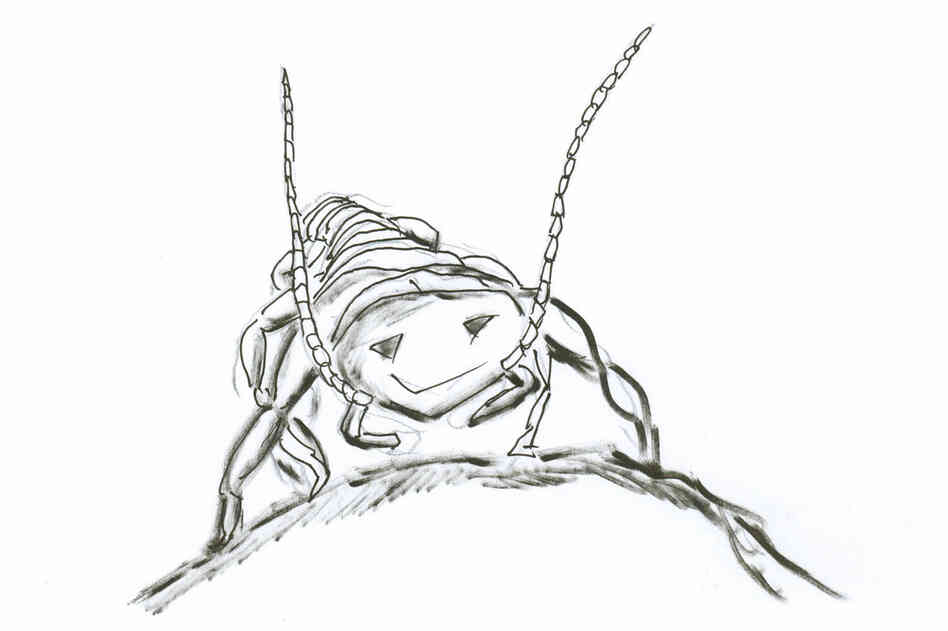 The gryloblattid; a brave, tough, little insect. The gryloblattid; a brave, tough, little insect.