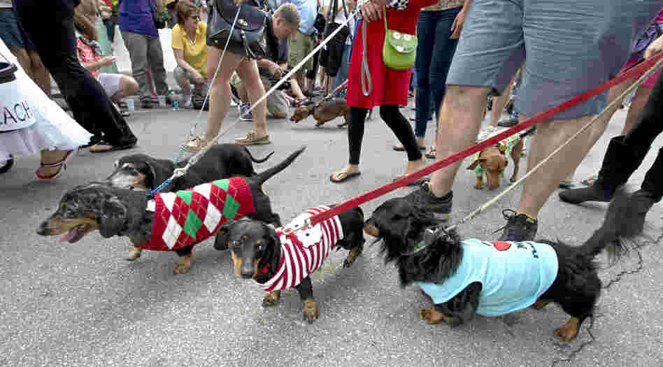 Dachshunds and their owners parade in Key West, Fla., during the Key West Dachshund Walk. The annual New Year's Eve tradition attracted almost 200 of the short-legged, long-bodied canines.