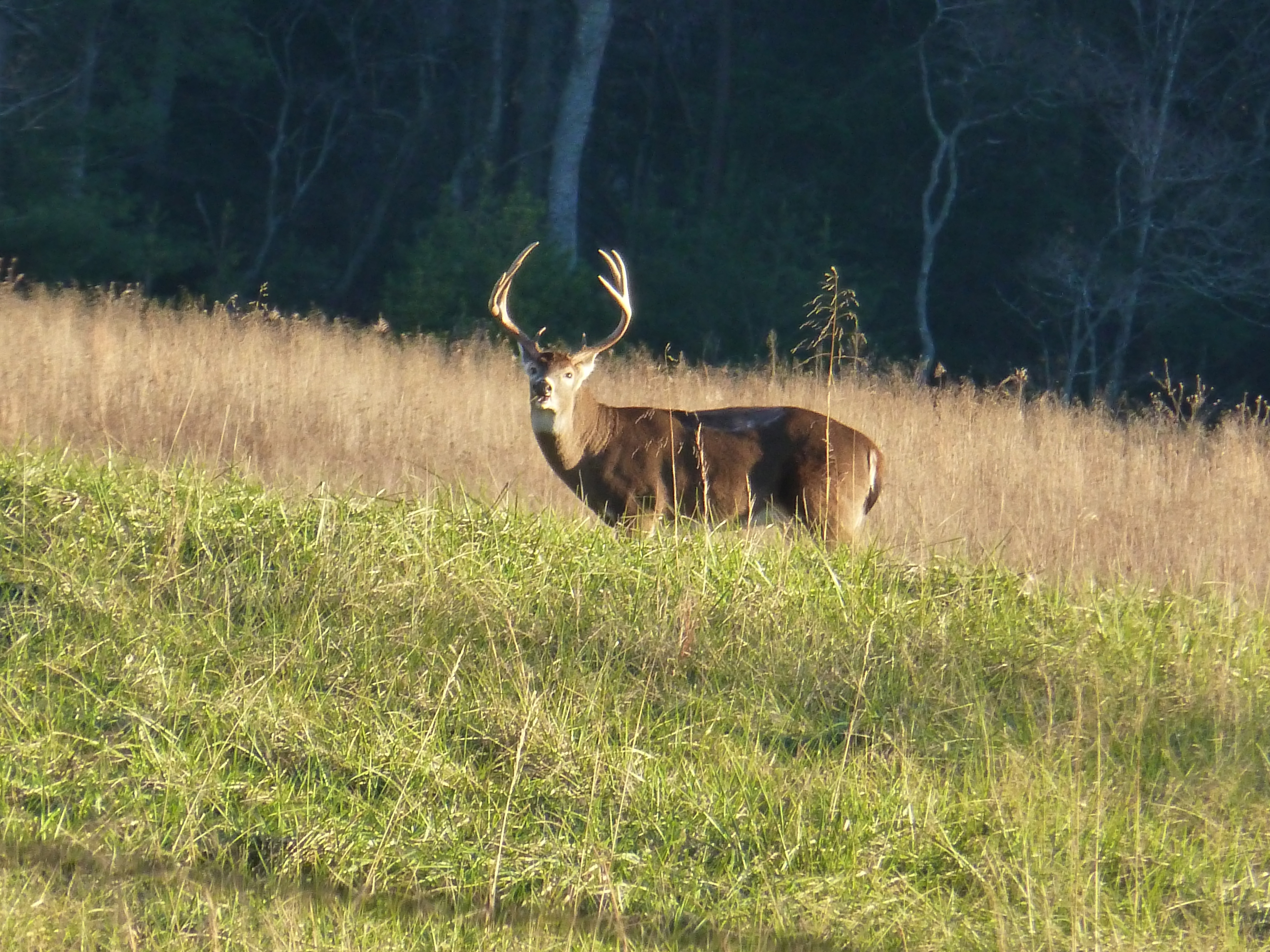 A wild deer
