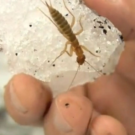 Ice crawlers can't stand heat.