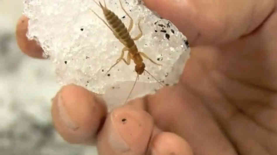 Ice crawlers can't stand heat.