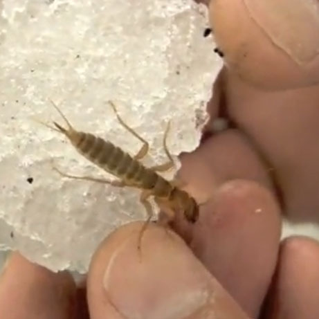 The 98.6 degree temperature of a human hand is hot enough to kill an ice crawlers.