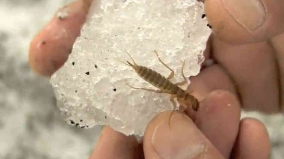 The 98.6 degree temperature of a human hand is hot enough to kill an ice crawlers.