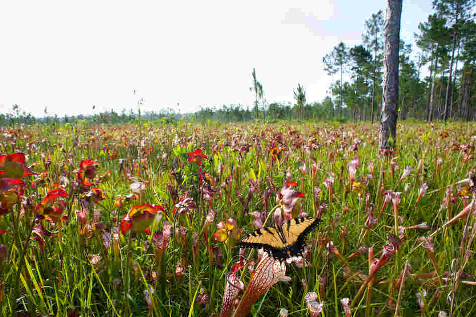 Eastern Tiger Swallowtail and pitcher plants, Splinter Hill Bog, Baldwin County.