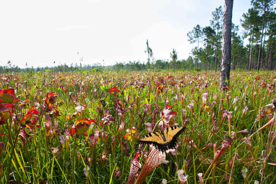Eastern Tiger Swallowtail and pitcher plants, Splinter Hill Bog, Baldwin County.
