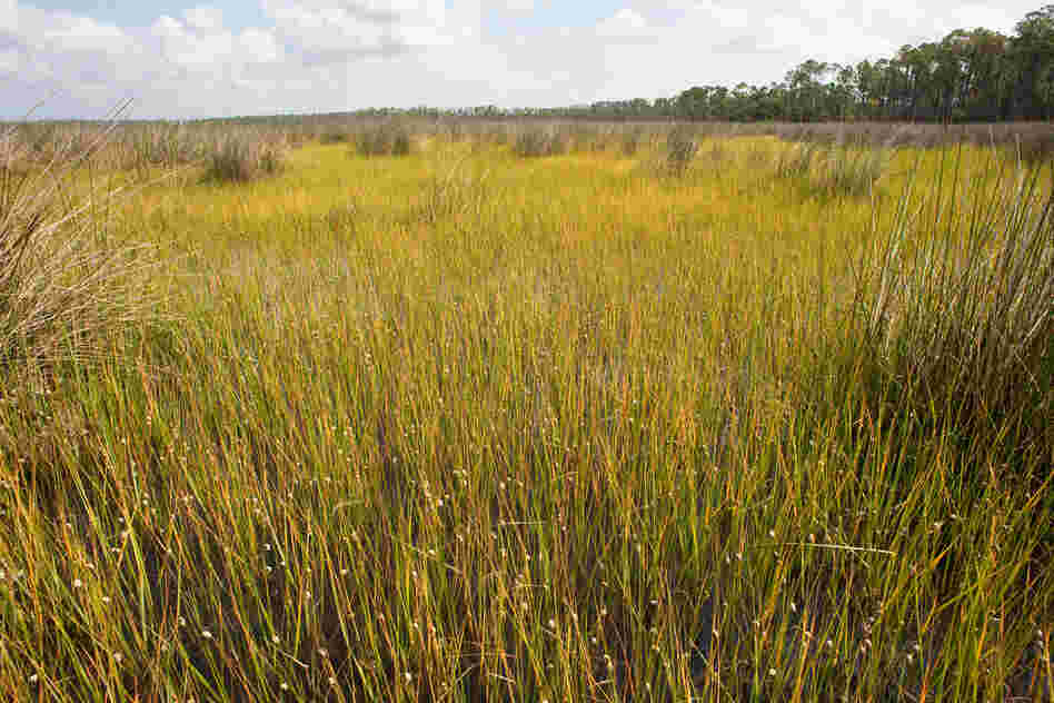 Periwinkle snails on cordgrass, Grand Bay Marsh.
