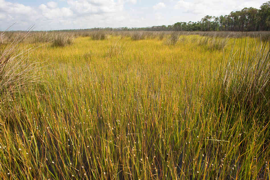 Periwinkle snails on cordgrass, Grand Bay Marsh.