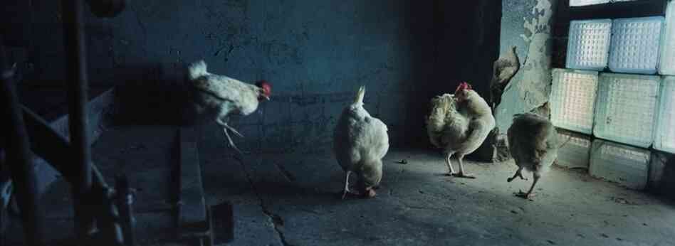 Chickens stroll around the abandoned military barracks where the Sokolov family lives.