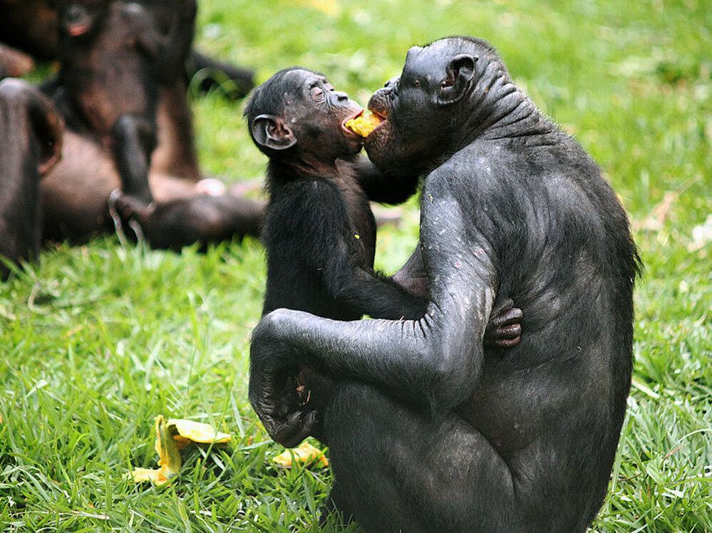 Bonobos sharing food and friendship.