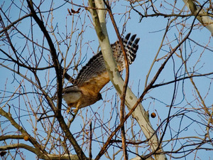 The Loudoun County birders found a total of 67 species, including this red-shouldered hawk.