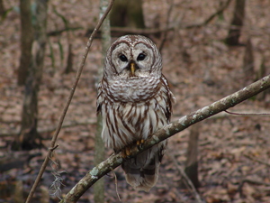 During their search for birds on a cold, winter morning, the Loudoun County group spotted a barred owl, like the one seen here.