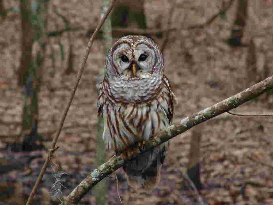 During their search for birds on a cold, winter morning, the Loudoun County group spotted a barred owl, like the one seen here. During their search for birds on a cold, winter morning, the Loudoun County group spotted a barred owl, like the one seen here.
