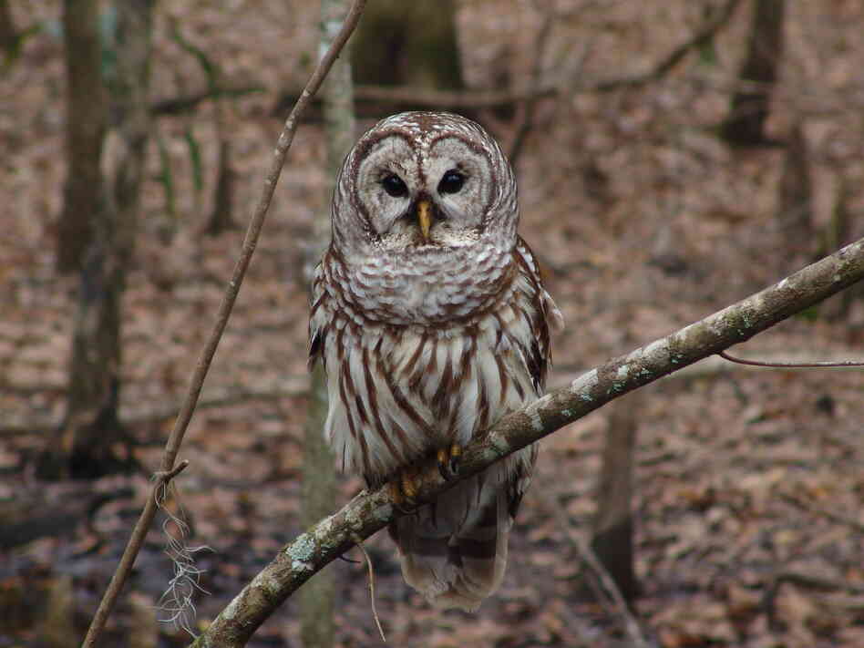 During their search for birds on a cold, winter morning, the Loudoun County group spotted a barred owl, like the one seen here. During their search for birds on a cold, winter morning, the Loudoun County group spotted a barred owl, like the one seen here.