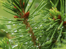 You can keep the Christmas smell going all year long. Or, at least until you finish your spruce beer. You can keep the Christmas smell going all year long. Or, at least until you finish your spruce beer.