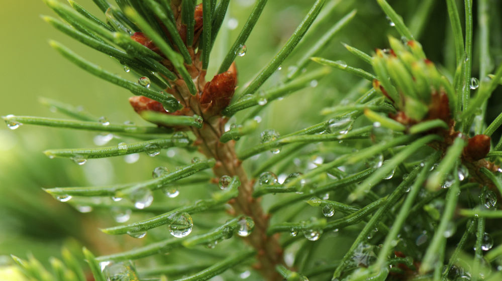 You can keep the Christmas smell going all year long. Or, at least until you finish your spruce beer.