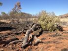 One of the "ghost gums," which fell to the ground after being set afire. One of the "ghost gums," which fell to the ground after being set afire.